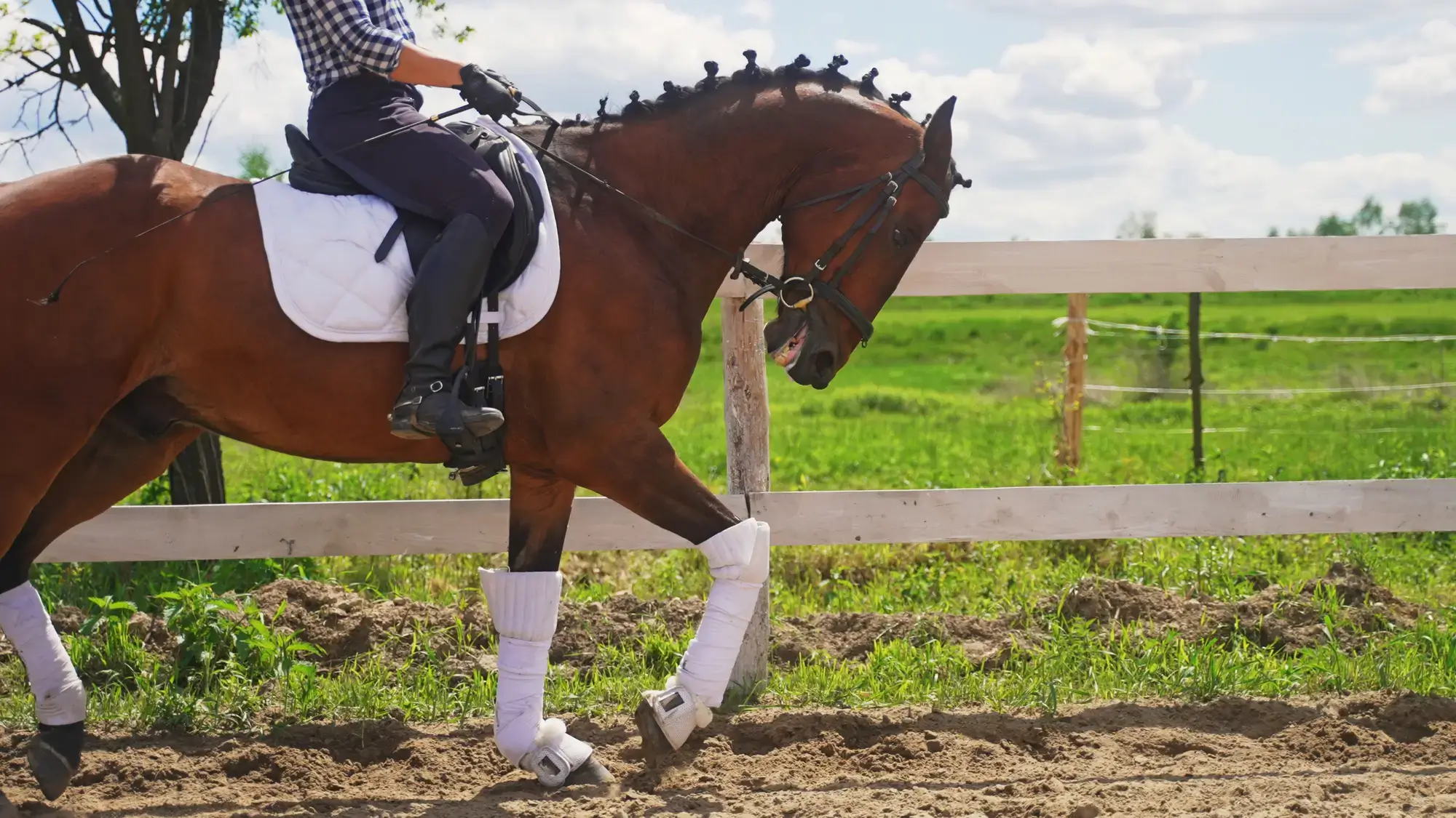 Конный Магазин в Киеве: Всё для Лошадей и Их Владельцев в MagnatShop